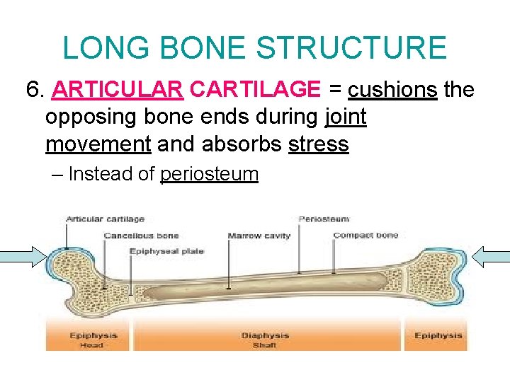 LONG BONE STRUCTURE 6. ARTICULAR CARTILAGE = cushions the opposing bone ends during joint