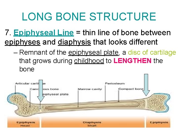 LONG BONE STRUCTURE 7. Epiphyseal Line = thin line of bone between epiphyses and