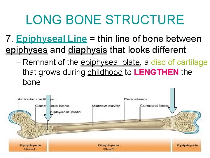 LONG BONE STRUCTURE 7. Epiphyseal Line = thin line of bone between epiphyses and LONG BONE STRUCTURE 7. Epiphyseal Line = thin line of bone between epiphyses and