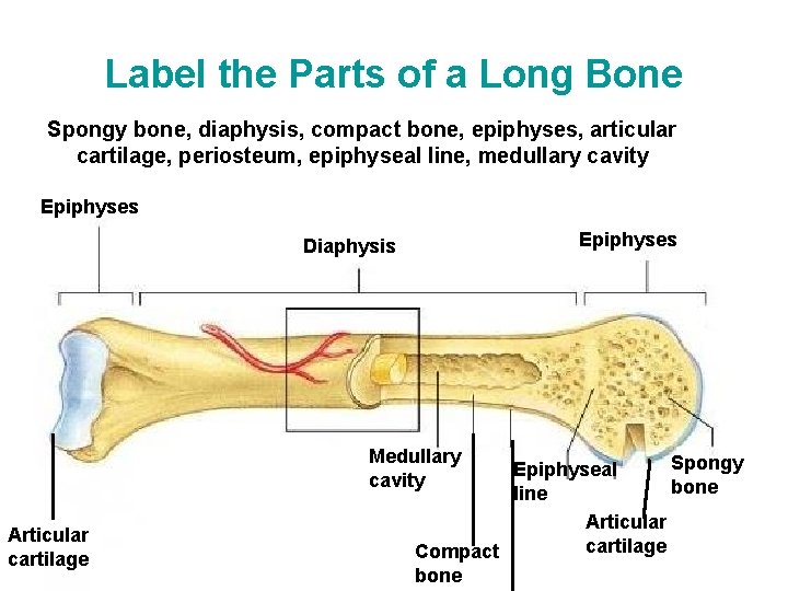 Label the Parts of a Long Bone Spongy bone, diaphysis, compact bone, epiphyses, articular
