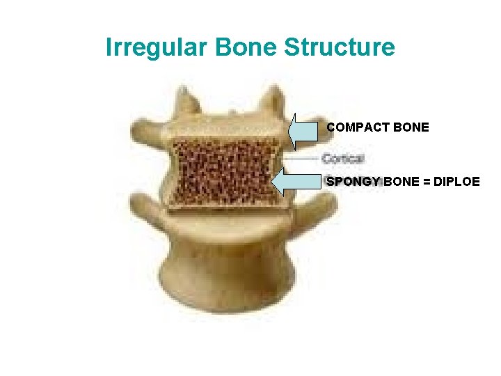 Irregular Bone Structure COMPACT BONE SPONGY BONE = DIPLOE Irregular Bone Structure COMPACT BONE SPONGY BONE = DIPLOE