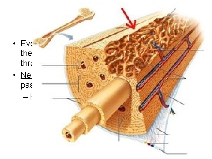 Compact Bone • Even though it is more dense than spongy bone, there are Compact Bone • Even though it is more dense than spongy bone, there are