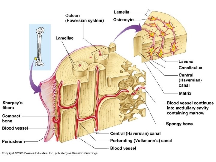 Bone Cells • Osteocyte = mature bone cell, found in lacunae or cavities •