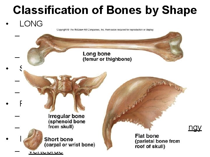 Classification of Bones by Shape • LONG – Bones of limbs except wrists, ankles,