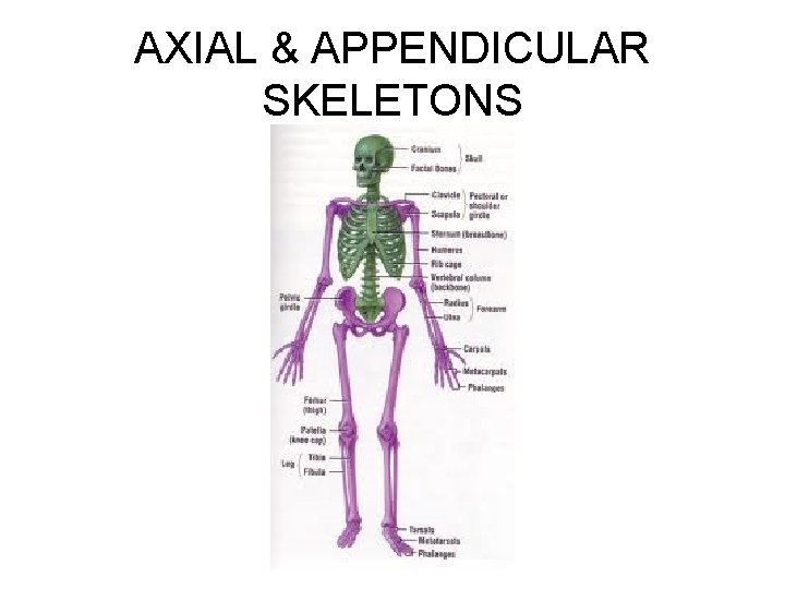 AXIAL & APPENDICULAR SKELETONS AXIAL & APPENDICULAR SKELETONS