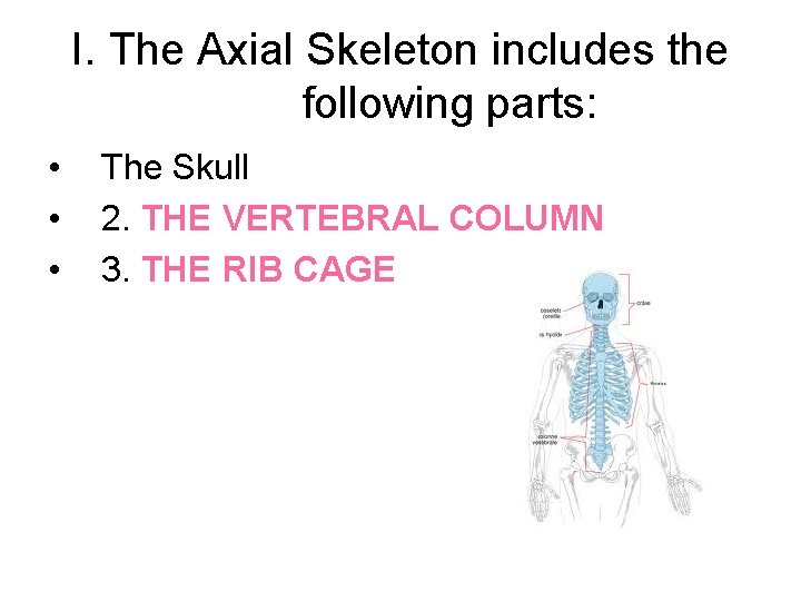 I. The Axial Skeleton includes the following parts: • • • The Skull 2. I. The Axial Skeleton includes the following parts: • • • The Skull 2.