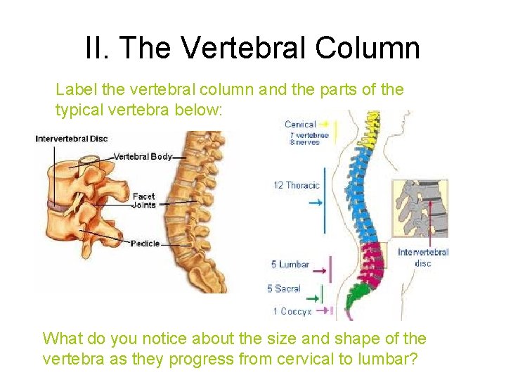 II. The Vertebral Column Label the vertebral column and the parts of the typical