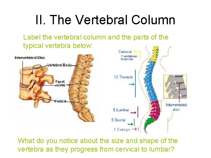 II. The Vertebral Column Label the vertebral column and the parts of the typical II. The Vertebral Column Label the vertebral column and the parts of the typical