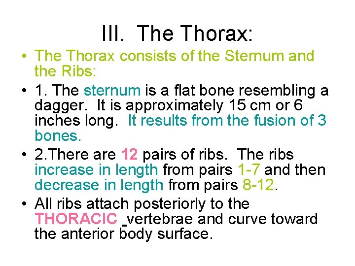 III. The Thorax: • The Thorax consists of the Sternum and the Ribs: • III. The Thorax: • The Thorax consists of the Sternum and the Ribs: •