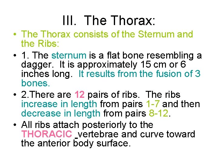 III. The Thorax: • The Thorax consists of the Sternum and the Ribs: •