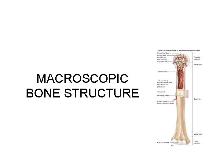 MACROSCOPIC BONE STRUCTURE MACROSCOPIC BONE STRUCTURE