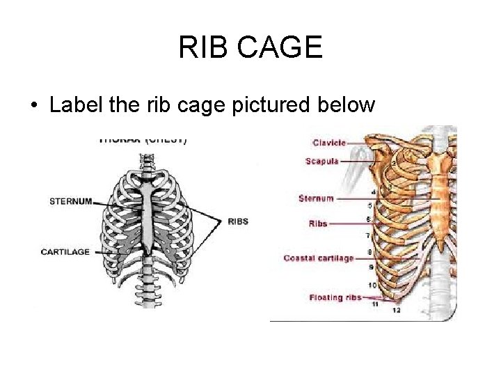 RIB CAGE • Label the rib cage pictured below RIB CAGE • Label the rib cage pictured below