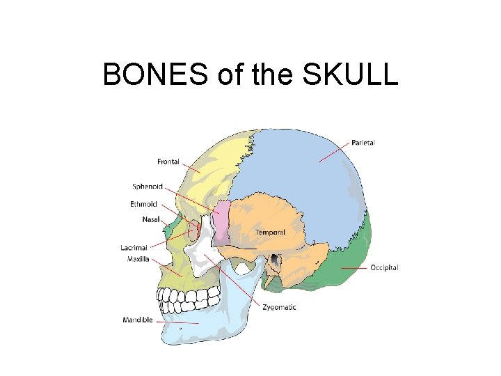 BONES of the SKULL BONES of the SKULL