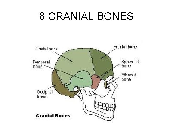 8 CRANIAL BONES 8 CRANIAL BONES