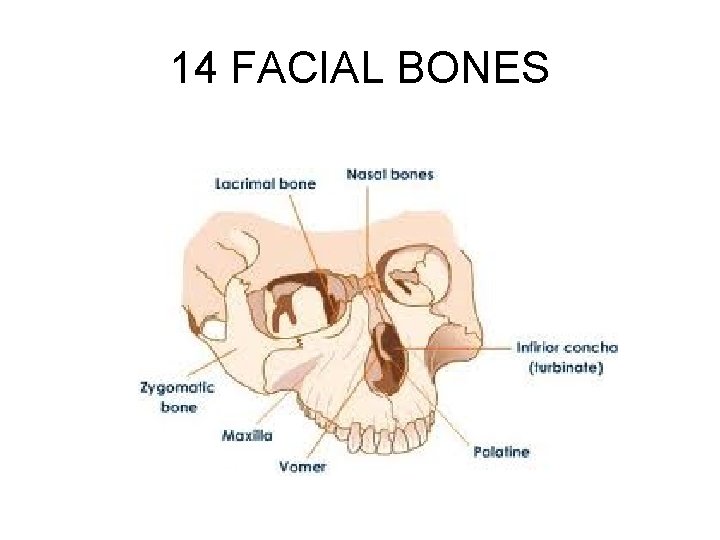 14 FACIAL BONES 