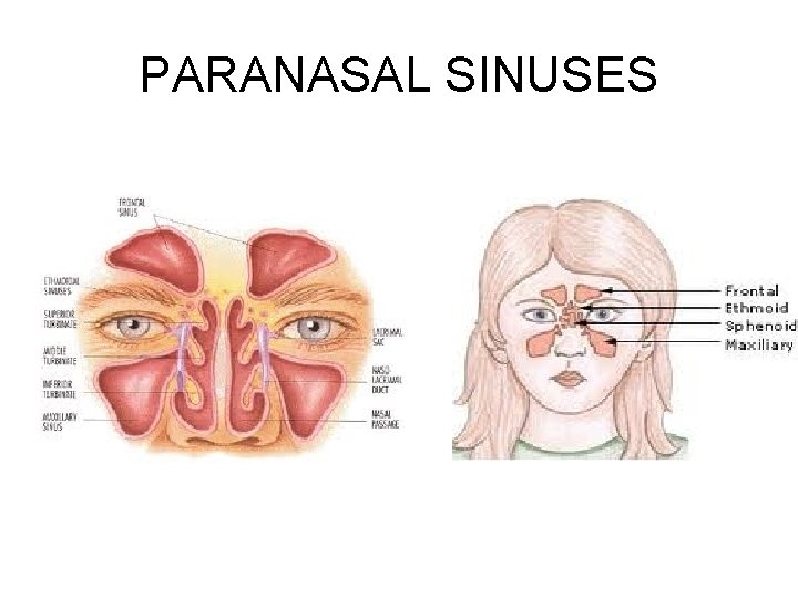 PARANASAL SINUSES 