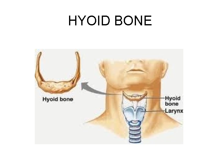 HYOID BONE HYOID BONE