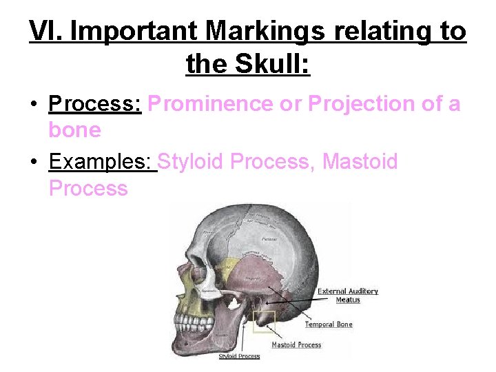 VI. Important Markings relating to the Skull: • Process: Prominence or Projection of a