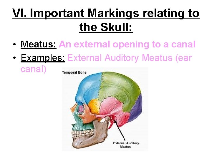 VI. Important Markings relating to the Skull: • Meatus: An external opening to a VI. Important Markings relating to the Skull: • Meatus: An external opening to a