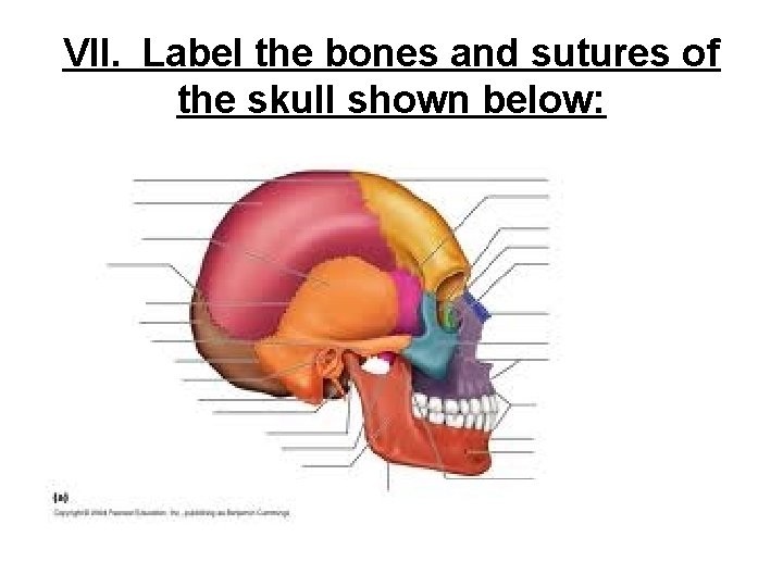 VII. Label the bones and sutures of the skull shown below: VII. Label the bones and sutures of the skull shown below: