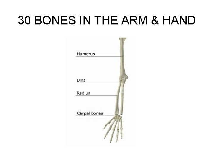 30 BONES IN THE ARM & HAND 30 BONES IN THE ARM & HAND