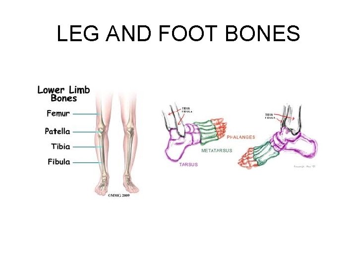 LEG AND FOOT BONES 