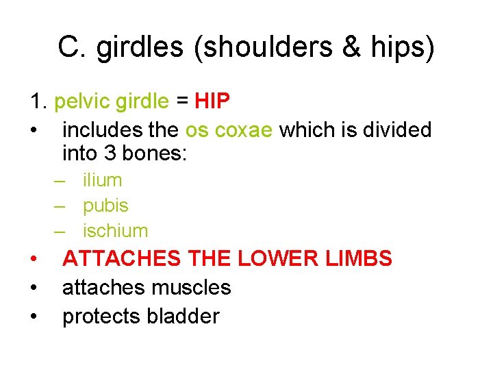 C. girdles (shoulders & hips) 1. pelvic girdle = HIP • includes the os C. girdles (shoulders & hips) 1. pelvic girdle = HIP • includes the os