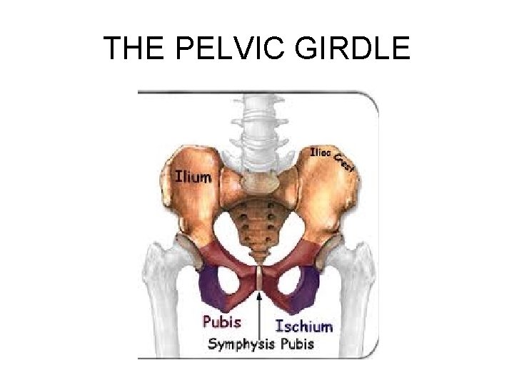 THE PELVIC GIRDLE THE PELVIC GIRDLE