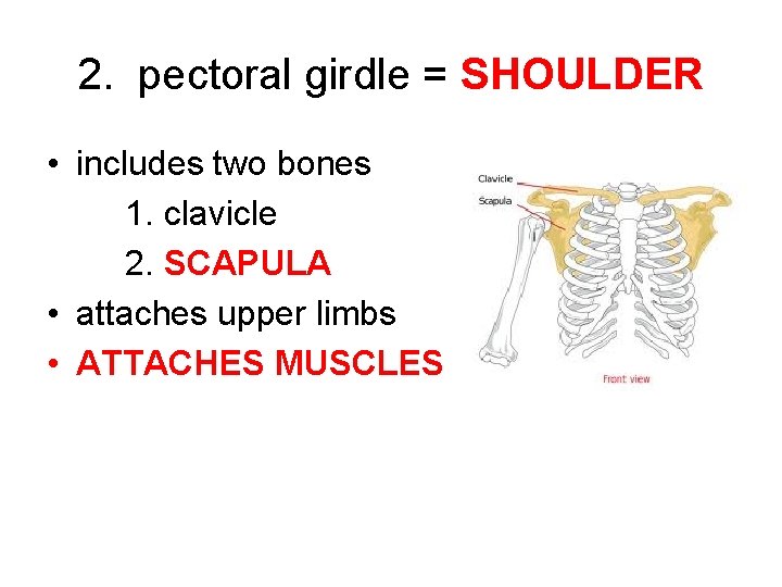 2. pectoral girdle = SHOULDER • includes two bones 1. clavicle 2. SCAPULA •