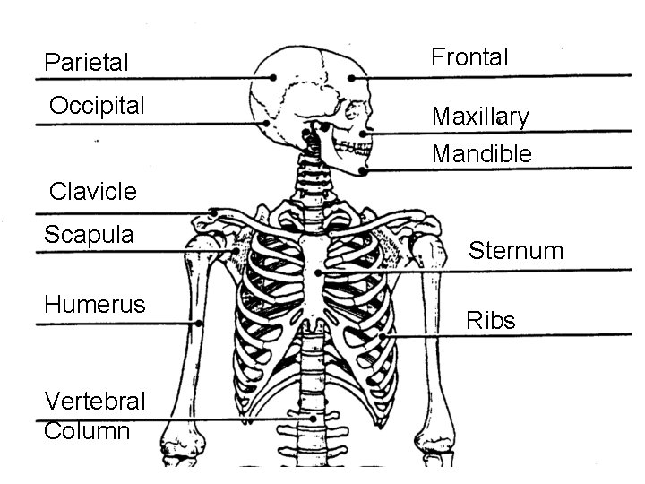 Parietal Frontal Occipital Maxillary Mandible Clavicle Scapula Humerus Vertebral Column Sternum Ribs 