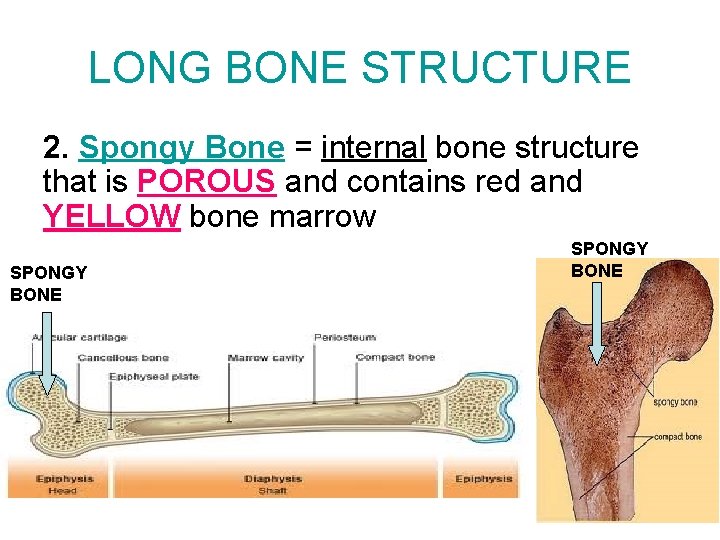 LONG BONE STRUCTURE 2. Spongy Bone = internal bone structure that is POROUS and