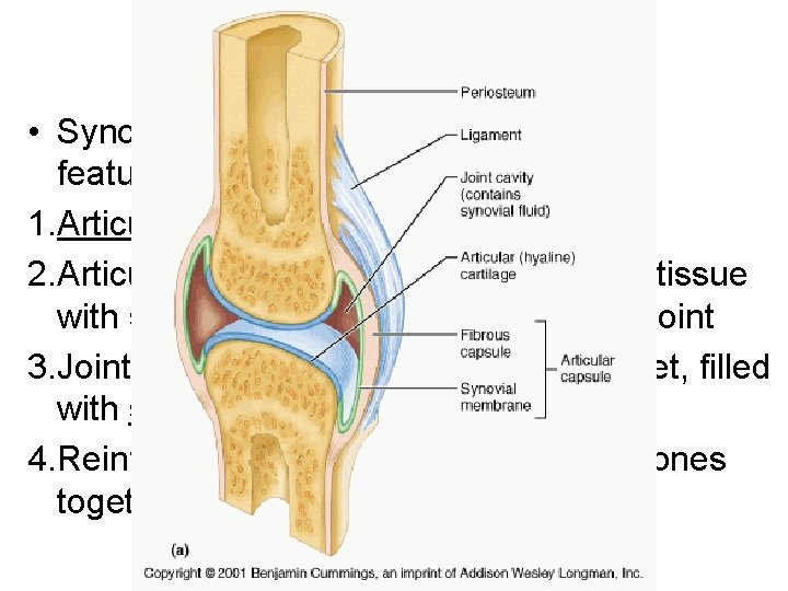 Synovial Joints • Synovial joints have four distinguishing features 1. Articular cartilage – ends