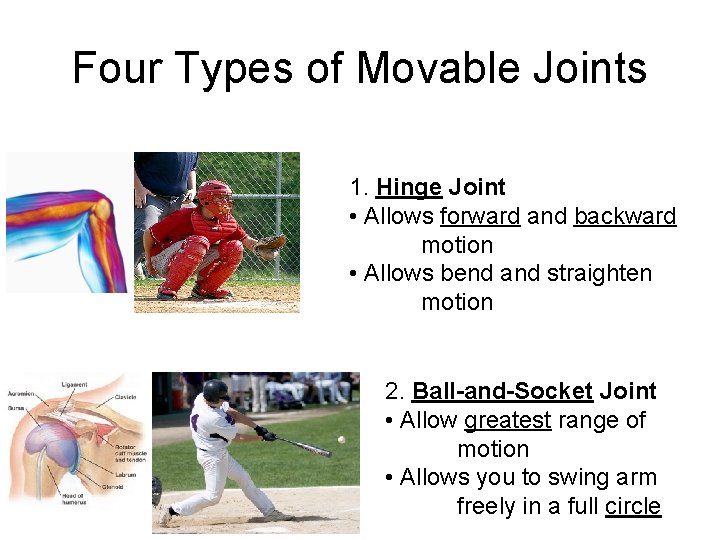 Four Types of Movable Joints 1. Hinge Joint • Allows forward and backward motion