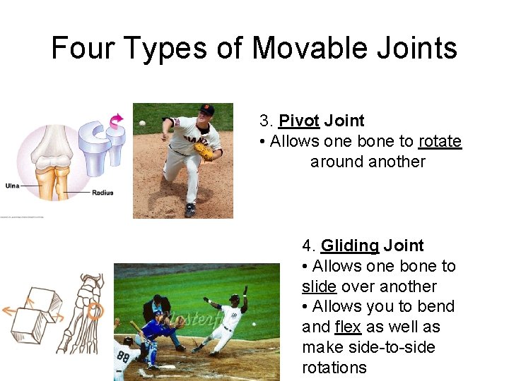 Four Types of Movable Joints 3. Pivot Joint • Allows one bone to rotate