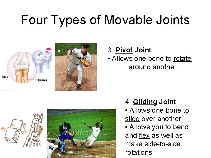 Four Types of Movable Joints 3. Pivot Joint • Allows one bone to rotate Four Types of Movable Joints 3. Pivot Joint • Allows one bone to rotate