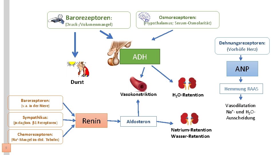 Barorezeptoren: (Druck-/Volumenmangel) Osmorezeptoren: (Hypothalamus; Serum-Osmolarität) Dehnungsrezeptoren: (Vorhöfe Herz) ADH ANP Durst Vasokonstriktion Barorzeptoren: H