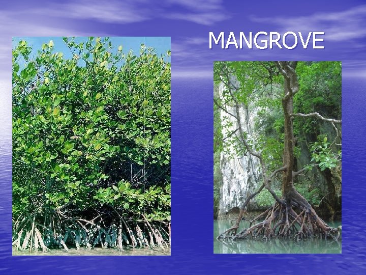 MANGROVE 