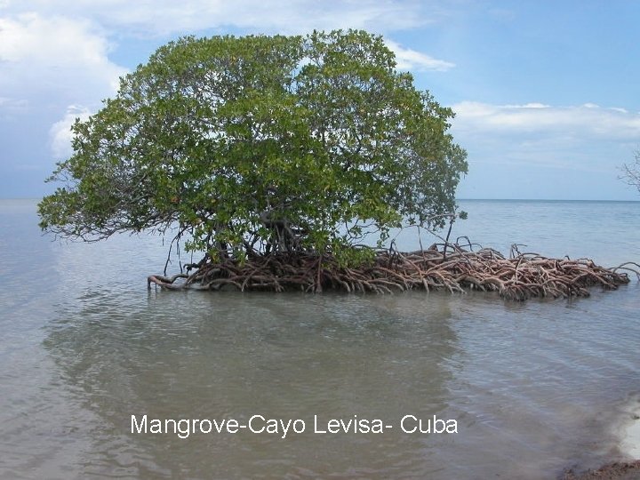  Mangrove-Cayo Levisa- Cuba 