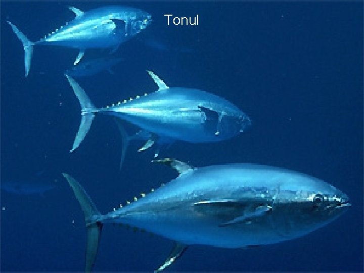  Tonul 