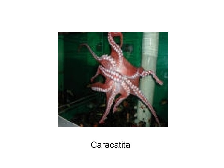  Caracatita 