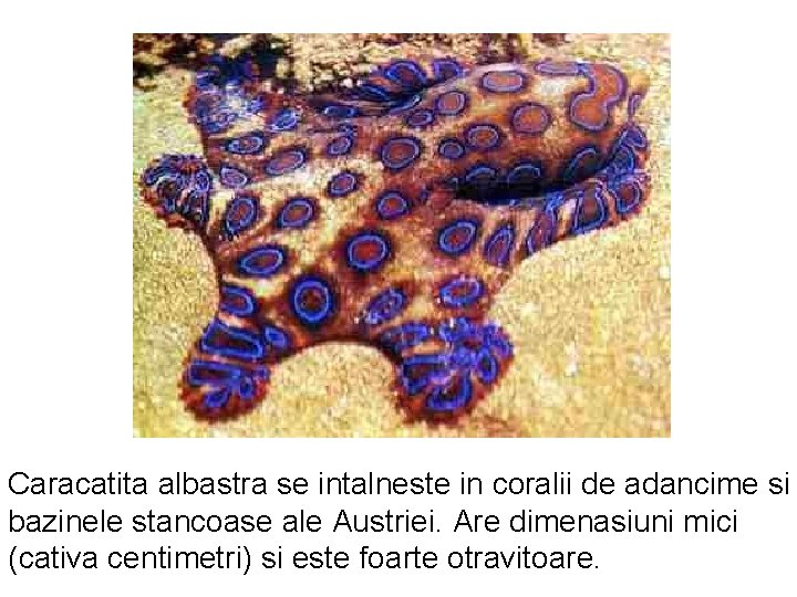 Caracatita albastra se intalneste in coralii de adancime si bazinele stancoase ale Austriei. Are