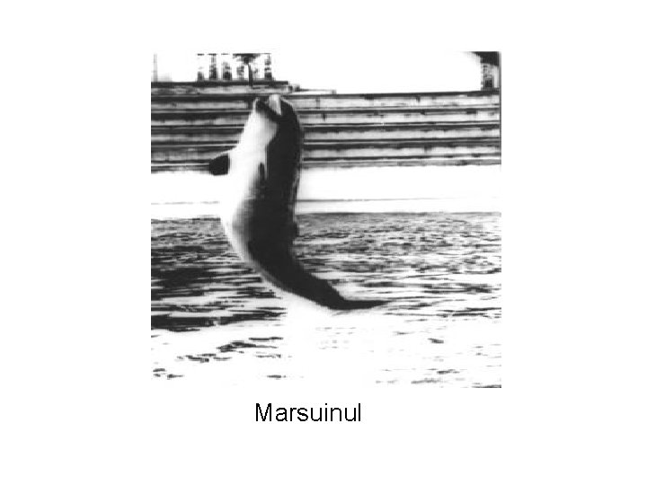  Marsuinul 