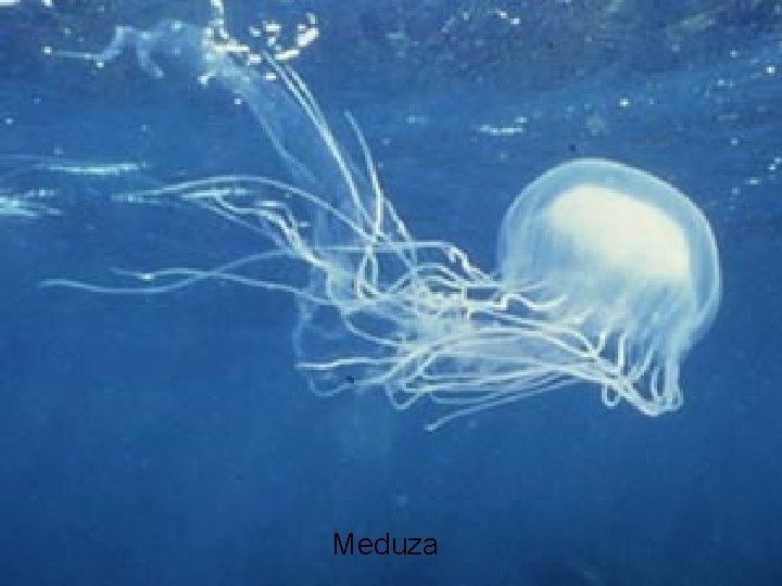  Meduza 
