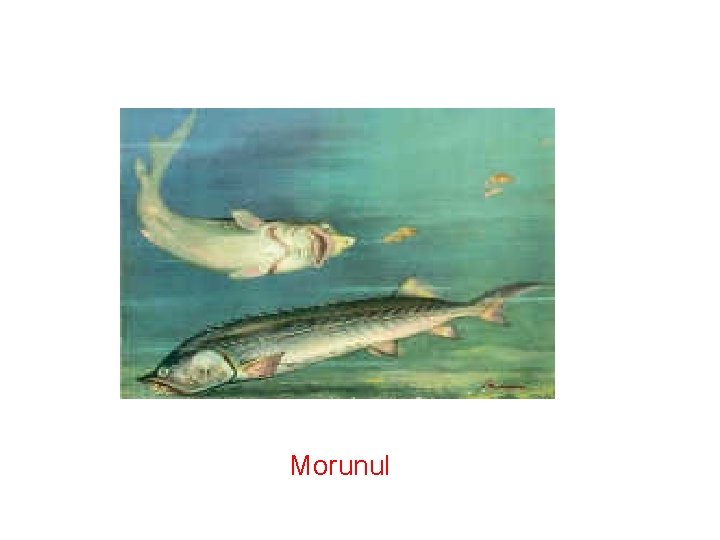  Morunul 