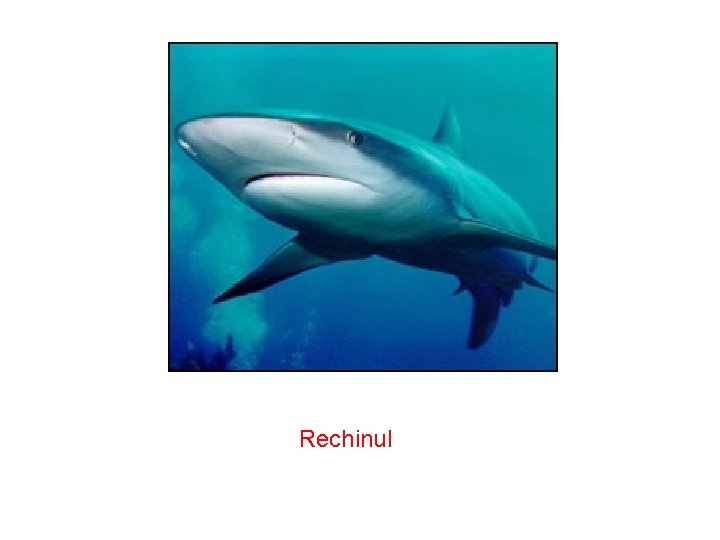  Rechinul 
