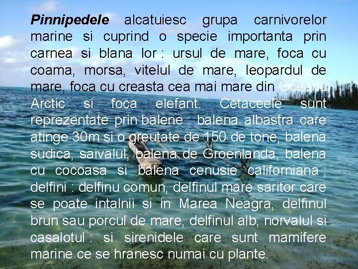 Pinnipedele alcatuiesc grupa carnivorelor marine si cuprind o specie importanta prin carnea si blana