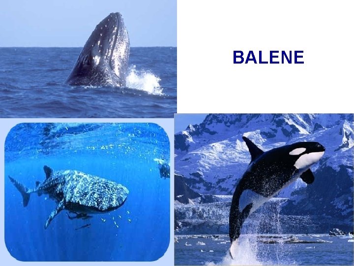 BALENE 