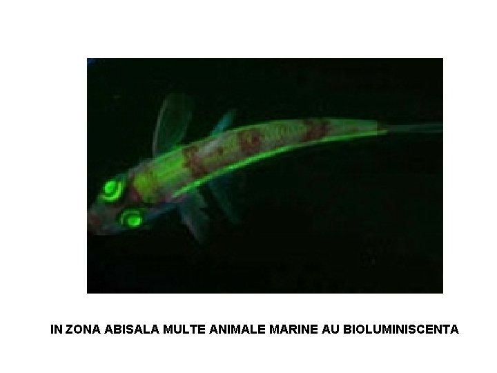 IN ZONA ABISALA MULTE ANIMALE MARINE AU BIOLUMINISCENTA 