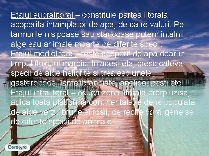 Etajul supralitoral – constituie partea litorala acoperita intamplator de apa, de catre valuri. Pe