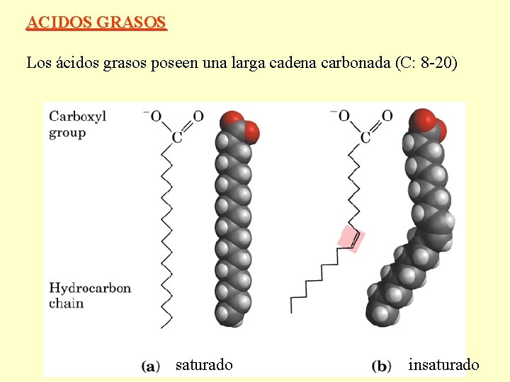 ACIDOS GRASOS Los ácidos grasos poseen una larga cadena carbonada (C: 8 -20) saturado